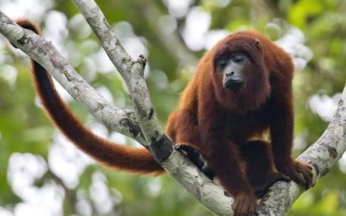 Por que o Brasil não vacina os macacos contra a febre amarela?